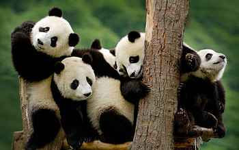 Baby Panda Bear HD wallpaper