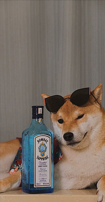 Dog, funny HD phone wallpaper