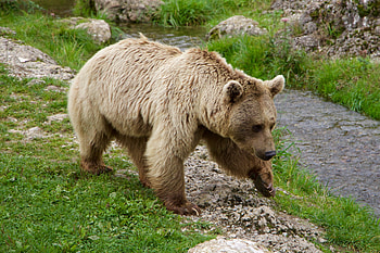 Animals, Stroll, Brown Bear, Siberian Bear HD wallpaper