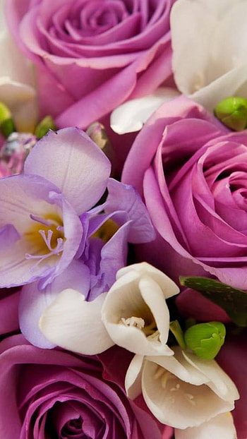colorful, nature, flower HD phone wallpaper