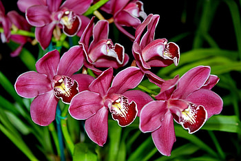 ORCHIDS, pink, flowers, nnature, pretty HD wallpaper