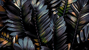 Palm tree leaves , Ultra , Nature's beauty, . net HD wallpaper