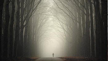 Street in the forrest, winter, autumn, forest, misty HD wallpaper