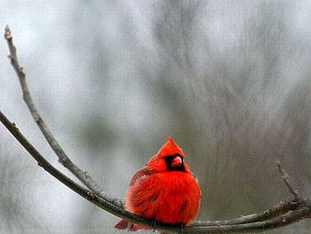 Red Bird, beautiful, bird, , red HD wallpaper
