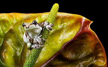 Animals, Background, Macro, Frog HD wallpaper