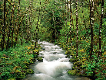 Nature, Trees, Forest, Flow, Stream, Mountain River HD wallpaper
