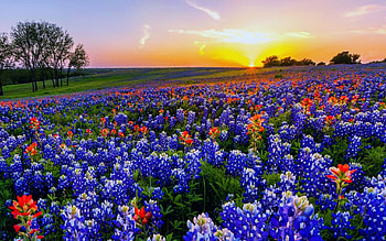 Bluebonnet, Nature, Tranquil background, Calming blue hues HD wallpaper