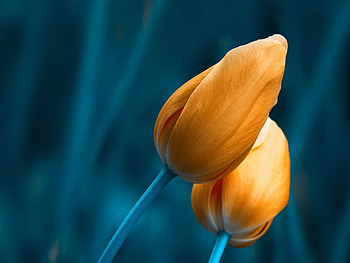 Tulips, Flowers, Nature, Petals HD wallpaper