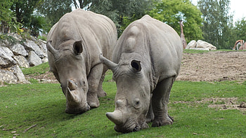 The northern white, Rhino HD wallpaper