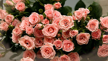 Flowers, Roses, Pink, Petals, Bouquet HD wallpaper