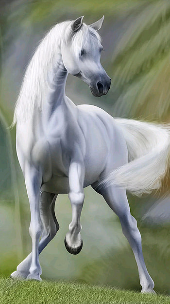 White Horse, green, nature, animal HD phone wallpaper