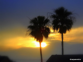 Together Forever, trees, hazy sky, palm trees, sunset HD wallpaper