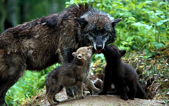 Animals, Wolfs, Grass, Family, Puppies HD wallpaper