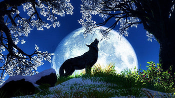 Spring night howl, silhouette, blue, night, moon, lup, wolf, spring HD wallpaper