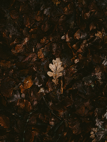 Nature, Autumn, Leaves, Dry, Fallen HD phone wallpaper