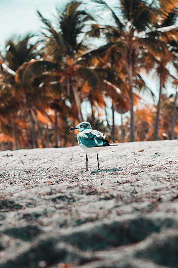 Animals, Sand, Bird, Blur, Smooth, Gull, Seagull HD phone wallpaper