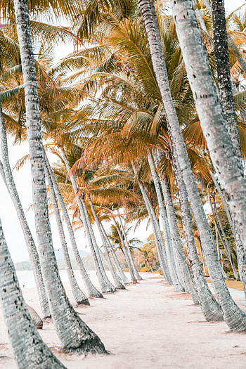 Nature, Trees, Beach, Sand, Palms, Tropics HD phone wallpaper