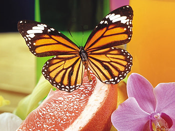 Butterflies, Insects HD wallpaper