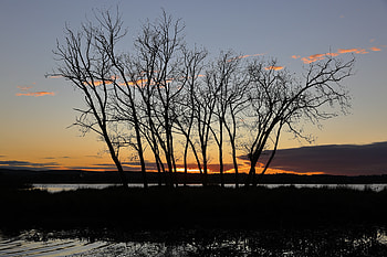 Nature, Trees, Sunset, Sky, Silhouette HD wallpaper