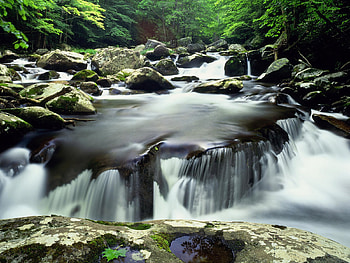 Forest Stream, cool, forest, , stream HD wallpaper