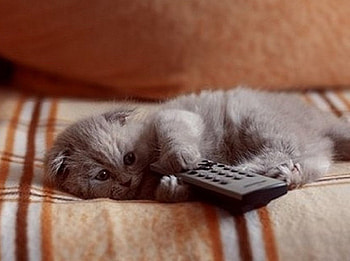 show time, kitty, time, animals, show, cats HD wallpaper