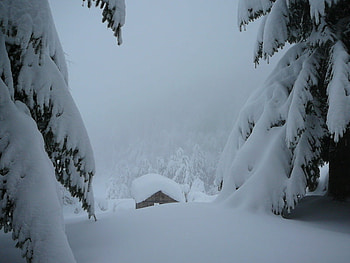 Chalet Christmas, winter, snow, christmas, snowytrees, chalet, cabin HD wallpaper