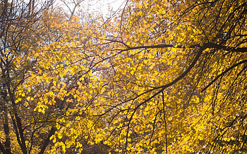 Nature, Autumn, Leaves, Wood, Tree, Branches HD wallpaper