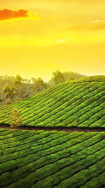 Top Kerala , Stunning visuals, Captivating backgrounds, Nature's wonders HD phone wallpaper