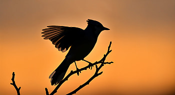 Stunning Blue Jay Silhouette - Ultra, blue jay, bird, silhouette, branch HD wallpaper