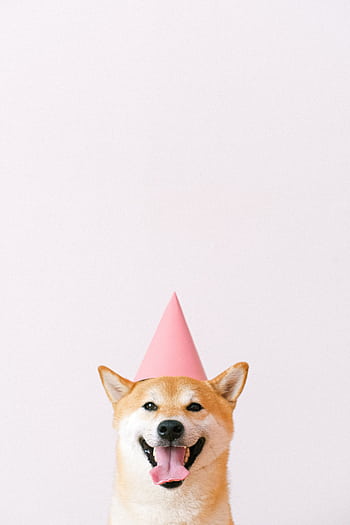 Happy Shiba Inu wearing a pink party hat with a blank white background, showcasing its playful side. HD phone wallpaper