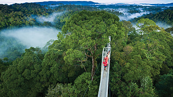 Brunei travels, Jungle walk, Ulu Temburong National Park, Brunei landscape graphy HD wallpaper