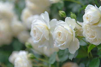White Roses, Roses, Flowers, Macro, Buds HD wallpaper