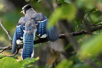 Animals, Leaves, Bird, Blur, Smooth, Branch, Wave, Sweep, Blue Jay, Blue Soy, Cyanocitta Cristata HD wallpaper
