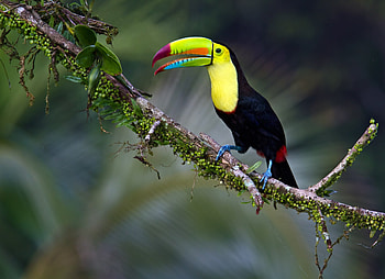 Tropical paradise, Vibrant plumage, Bird in flight, Exotic bird species HD wallpaper