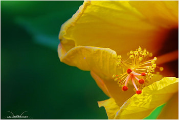 Flower, other, beautiful, nature HD wallpaper