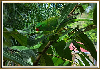 SCALY CRESTED LORIKEET, NATURE, PARROT, , LORIKEET HD wallpaper