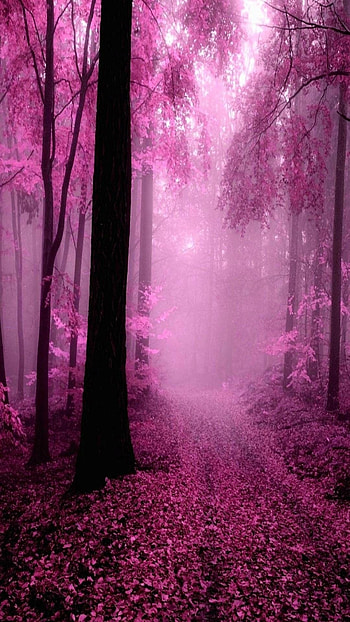 Pink, Pink Forest HD phone wallpaper