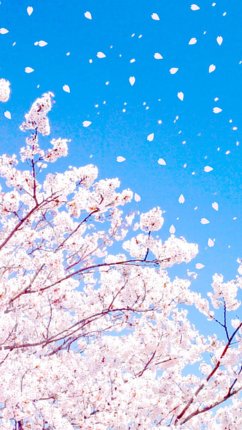 Cherry blossoms, sky, pink, blossom, natural_landscape, tree, petals HD phone wallpaper