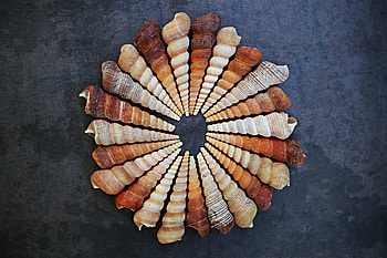 Seashell, circle, arranged HD wallpaper