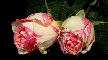 Exotic Roses, nature, flowers, roses, beauty HD wallpaper