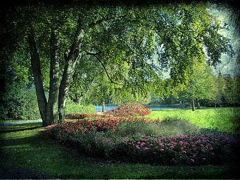 Djurgrden, trees, flowers HD wallpaper