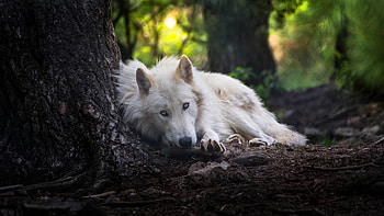 White Wolf, wolf, animals HD wallpaper