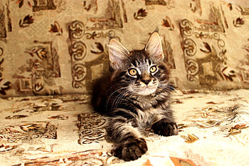 Animals, Kitty, Kitten, To Lie Down, Lie, Muzzle HD wallpaper