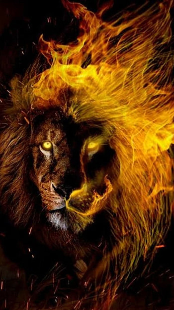 Fire Lion, Leo, Flames HD phone wallpaper