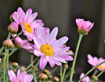 Pink and bright daisies, water drops HD wallpaper