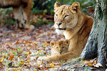 Animals, Grass, Sit, Young, Lioness, Joey HD wallpaper