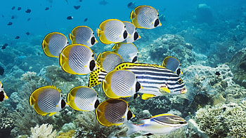 Preview underwater, swim, ocean, coral, fish HD wallpaper