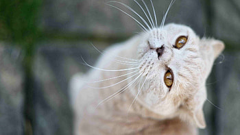 Animals, Cat, Muzzle, Sight, Opinion, Mustache, Moustache, Nose, Kind HD wallpaper