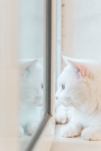 Animals, Reflection, Cat, Sight, Opinion, Window HD phone wallpaper