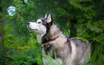 Animals, Grass, Bubbles, Dog, Stroll, Husky, Haska, Bubble HD wallpaper